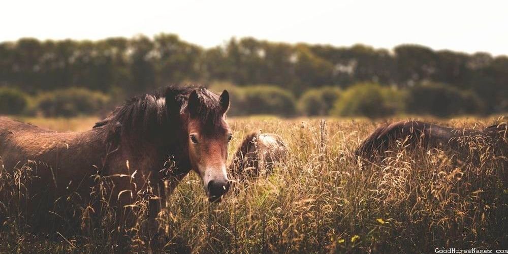 Awesome Black Horse Names Inspired by Human Names