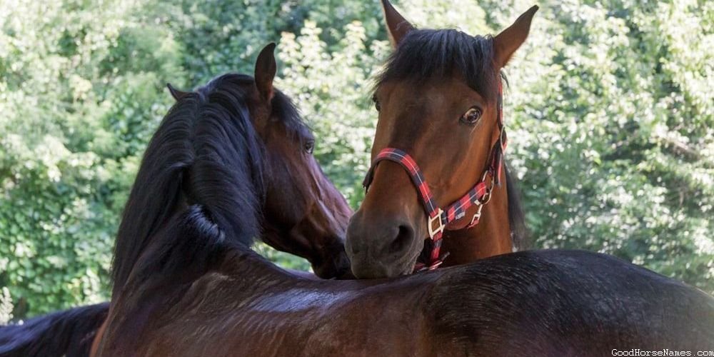 Baby Horse Names Inspired by Horse Breed