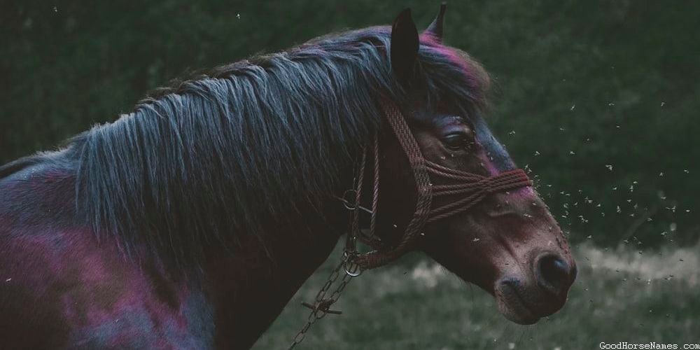 Beautiful Black Horse Names Inspired by Horse Breed