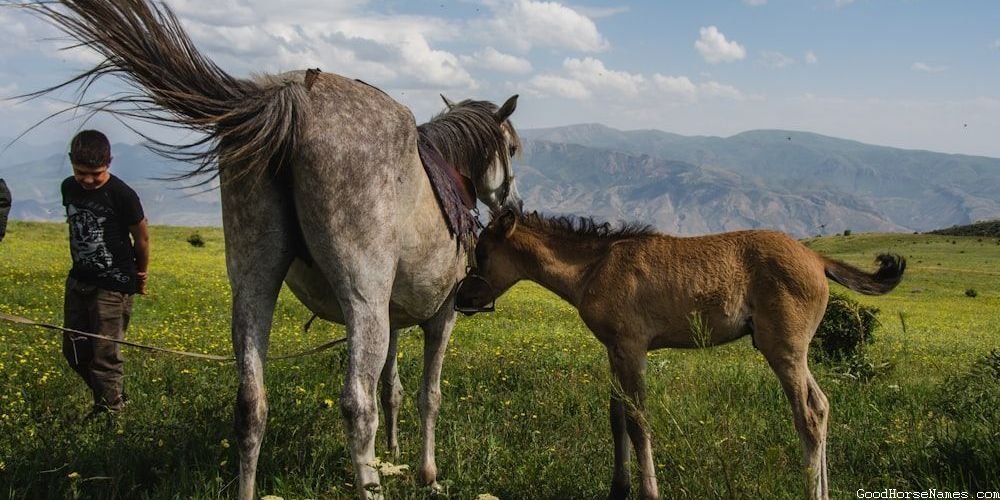 Best Horse Names Inspired by Horse Breed