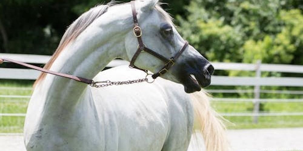 Black Pinto Horse Names Inspired by Horse Breed