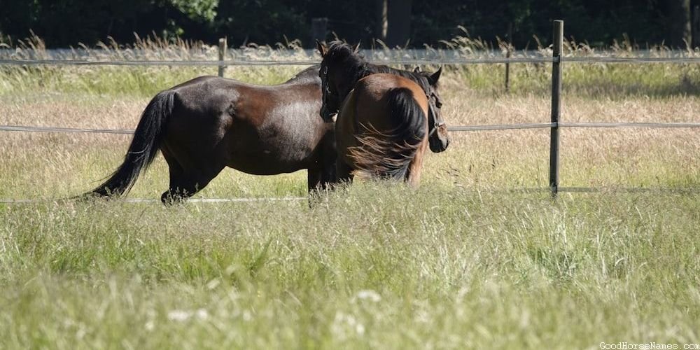 Black War Horse Names Inspired by Horse Breed