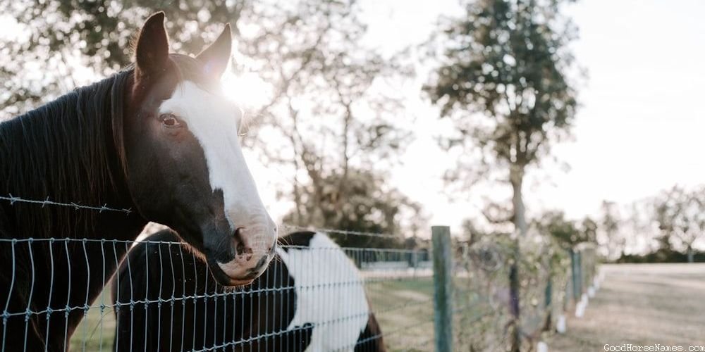 Boho Horse Names Inspired by Personality