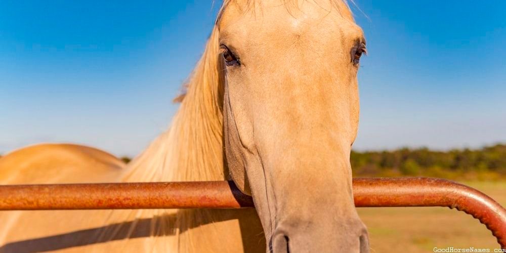 Boho Horse Names Inspired by Pop Culture