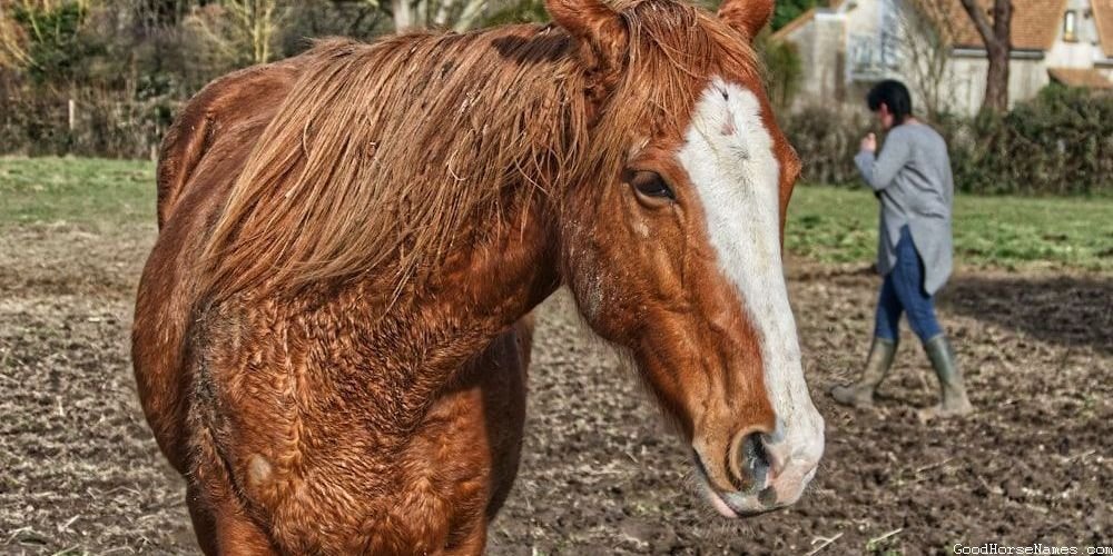 Brown and White Paint Horse Female Names Inspired by Mythology