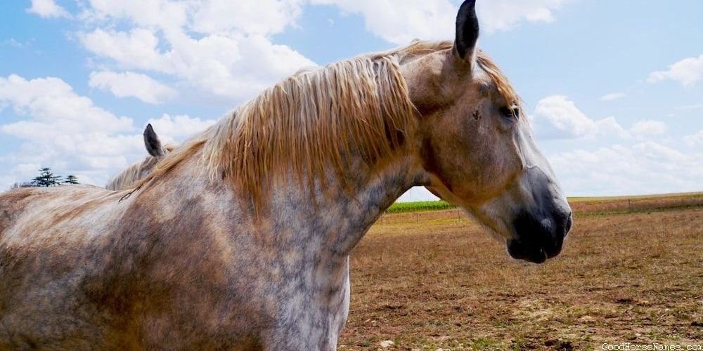 Brown and White Paint Horse Names that Sound Awesome