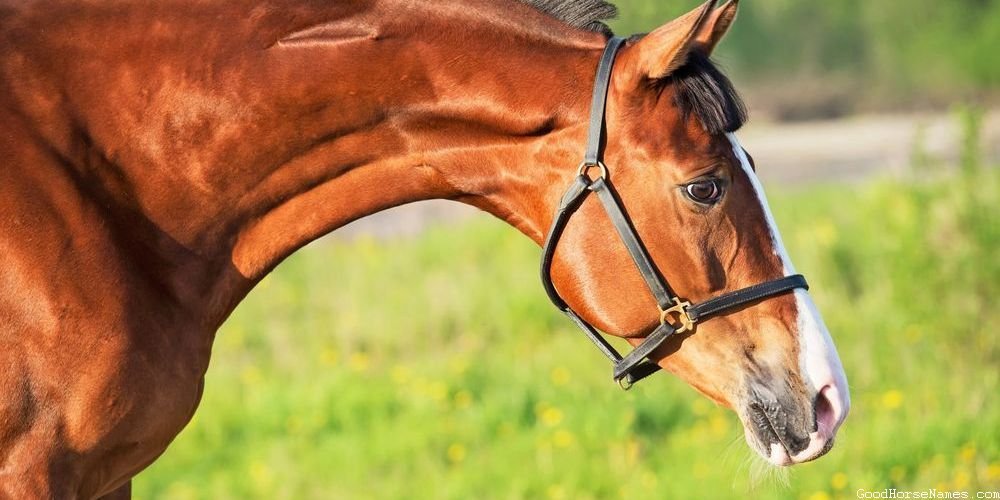 Brown Horse Names Inspired by Appearance