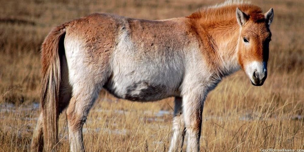 Cool Mustang Horse Royal Names