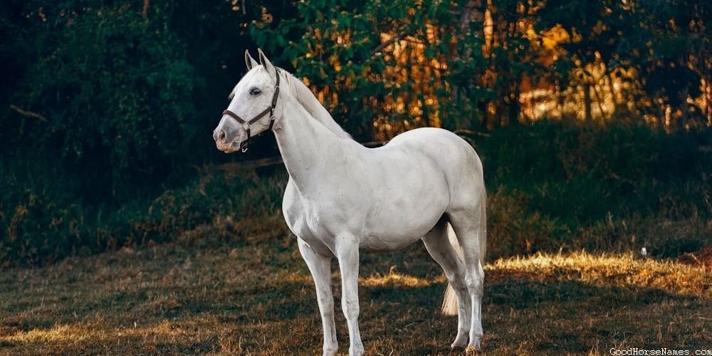 Cute Female Names for Andalusian Horses
