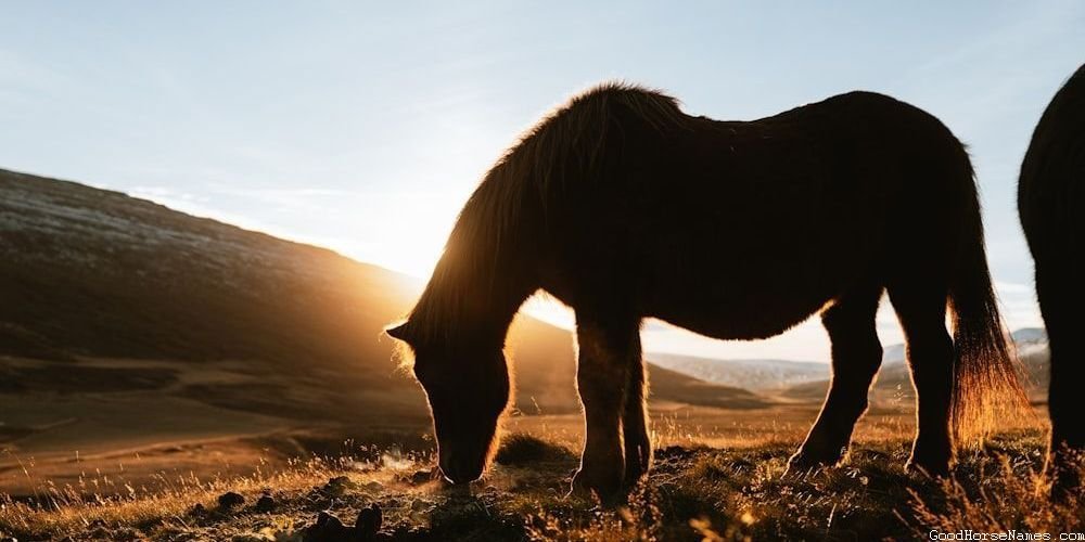 Female Shire Horse Names Inspired by Locations