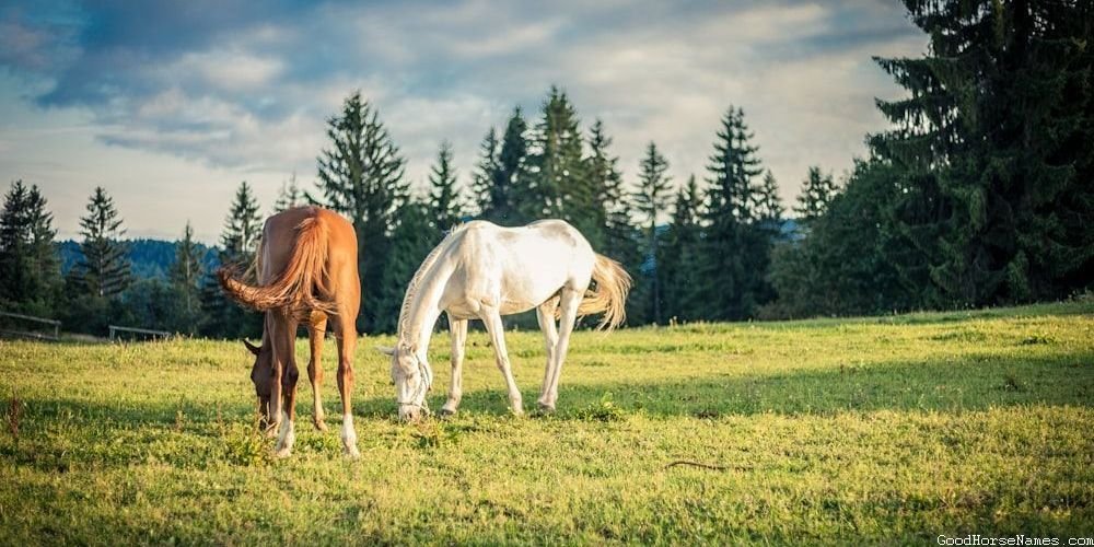 Horse Characteristics Inspired Country Girl Horse Names