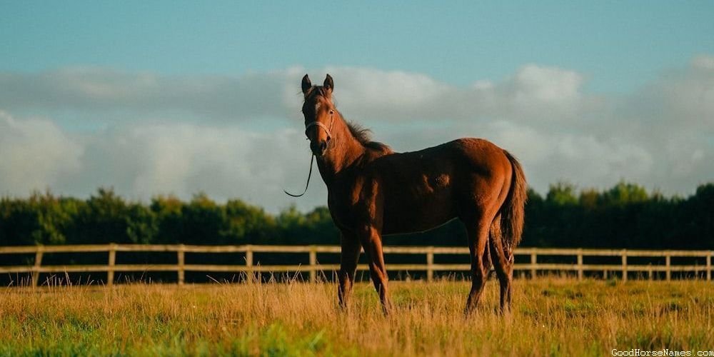 Male Horses