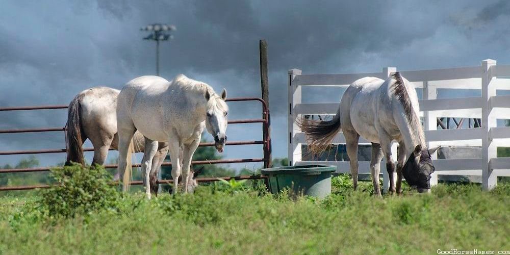 Male Shire Race Horse Names