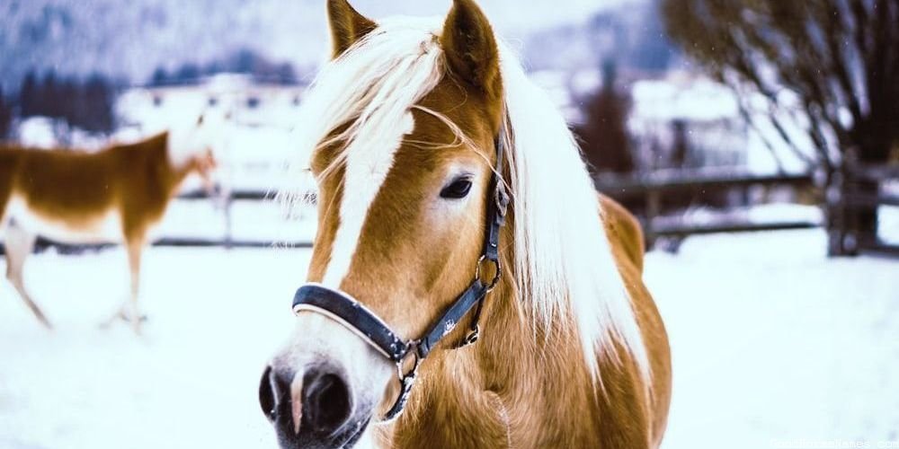 Medieval White and Brown Horse Names