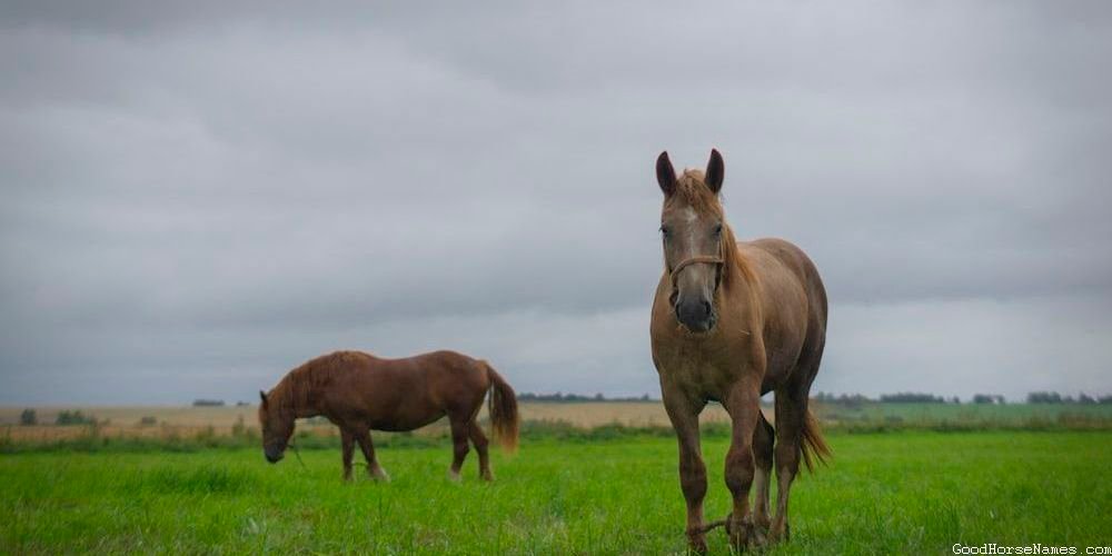 Mysterious Horse Names That Represent Their Enigma