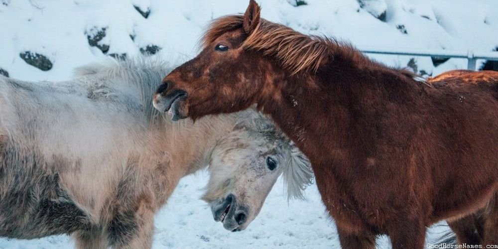 Names for Andalusian Horses Inspired by Emotions