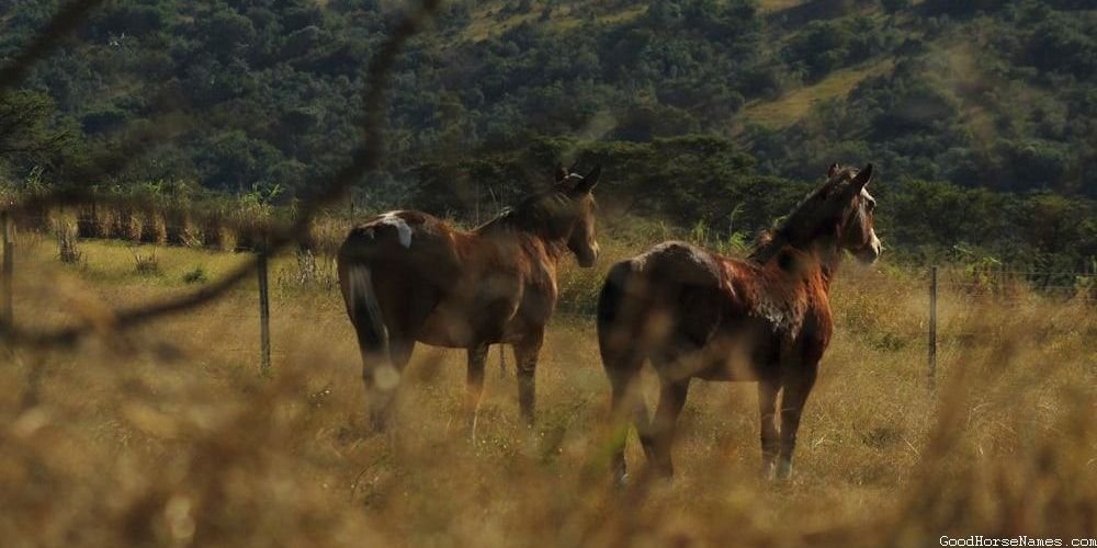 Names for Belgian Horses Inspired by Literature