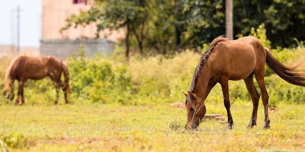 Names for Female Palomino Horses Inspired by Horse Breed
