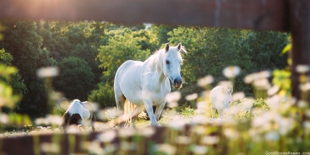 Names for Female Shire Horses Inspired by Pop Culture