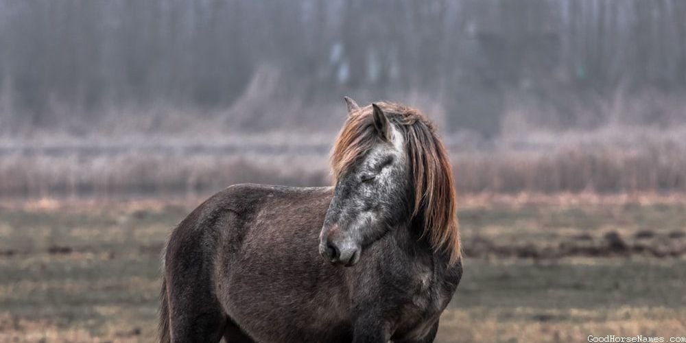 Nature Inspired Brown and White Horse Names