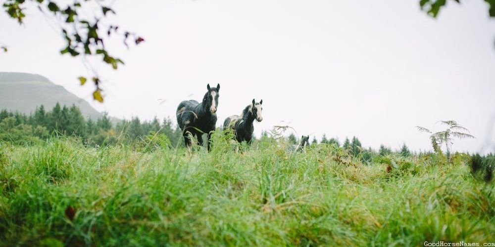 Nature Inspired Cute Buckskin Horse Names