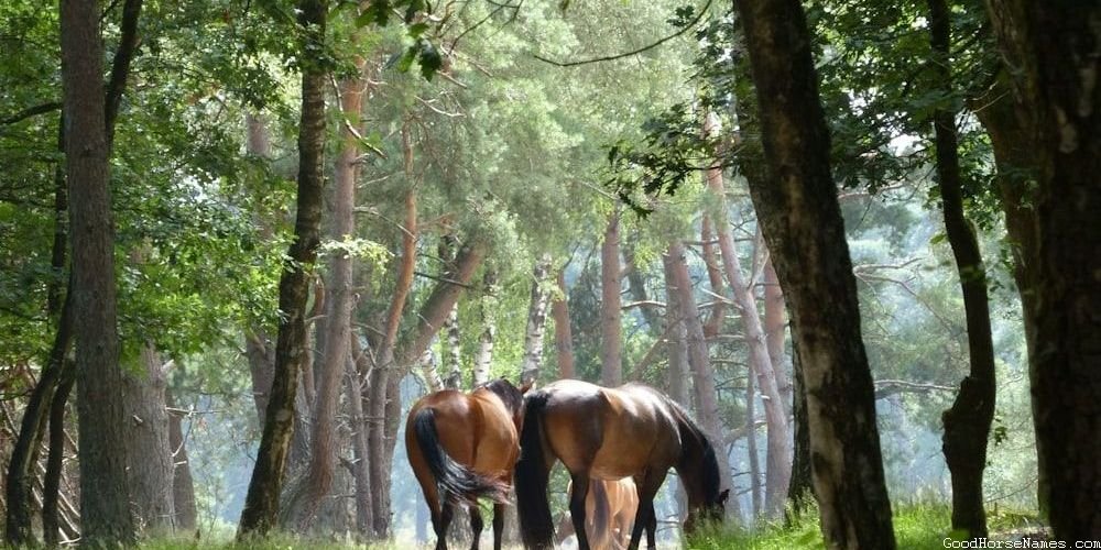 Nature Inspired Cute Horse Show Names