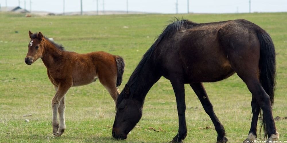 Nordic Horse Names That Represent Their Alertness