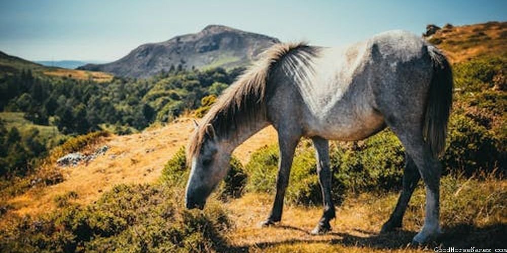 Norwegian Horse Names That Represent Their Beauty