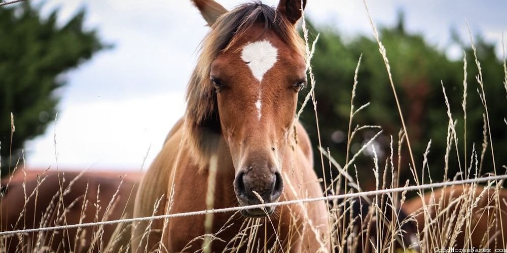 Outlaw Horse Funny Names