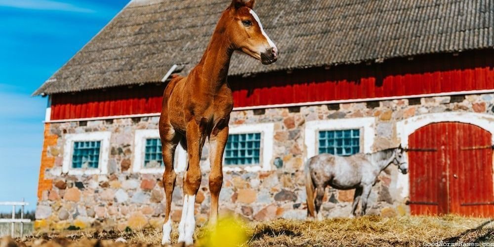 Overo Horse Names That Represent Their Playful Personality
