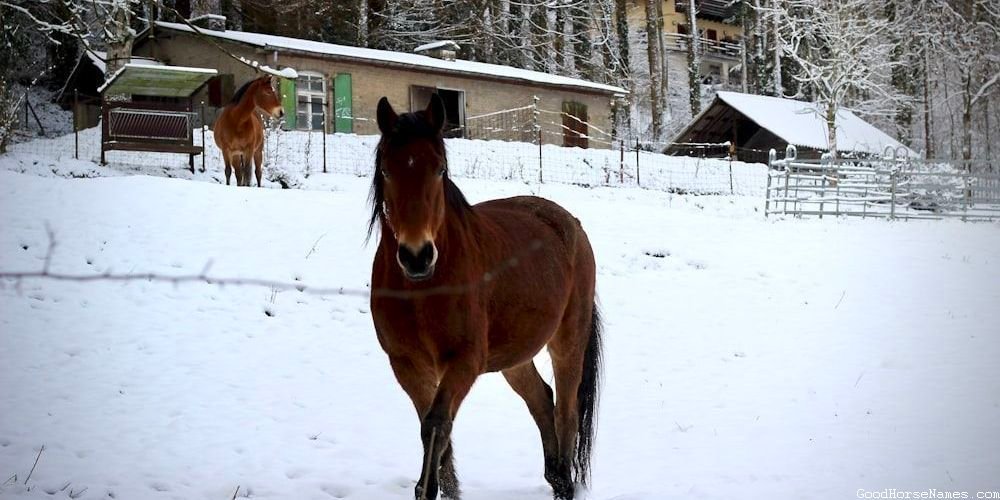 Perlino Horse Names That Represent Their Blue Eyes