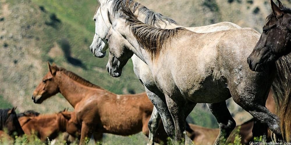 Poetic Horse Names That Represent Their Joyful Nature