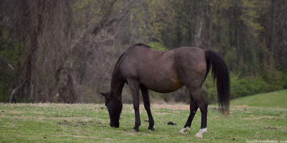 Polish Horse Names That Represent Their Adaptability