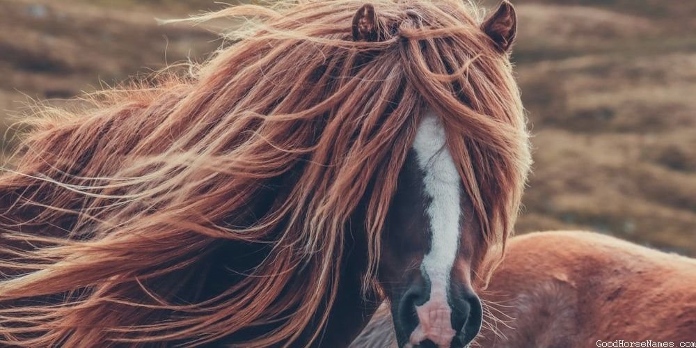 Polish Horse Popular Names