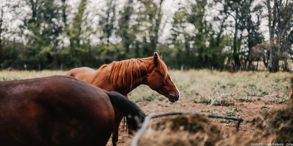 Pop Culture Inspired Cream Horse Names