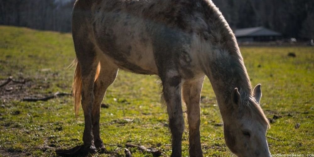 Pop Culture Inspired Danish Horse Names