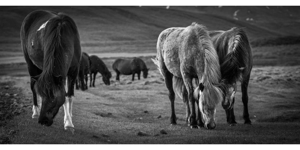 Popular Common Horse Names