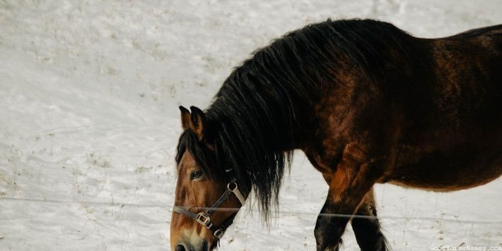 Popular Cute Horse Show Names