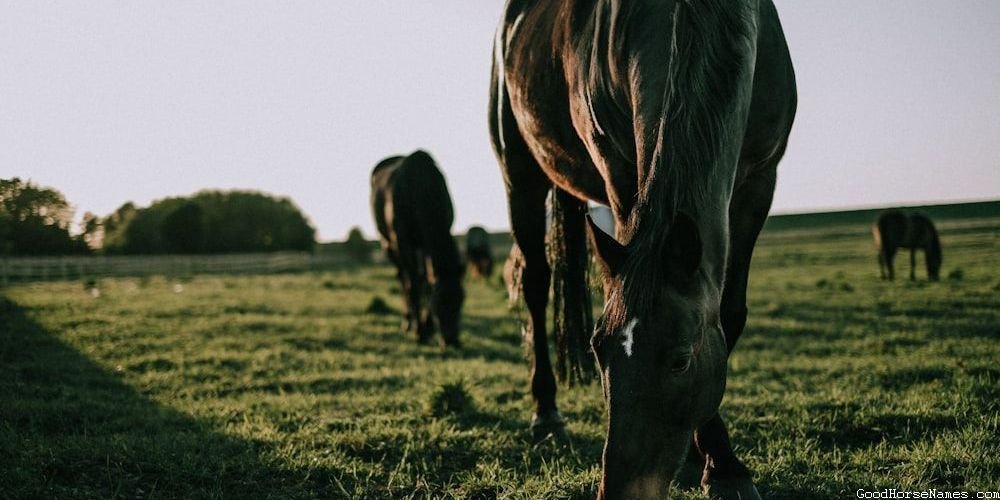 Popular Horse Names for Palomino Geldings