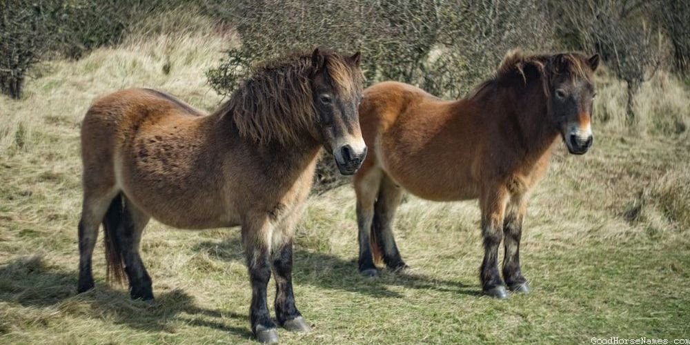 Popular Male Shire Horse Names