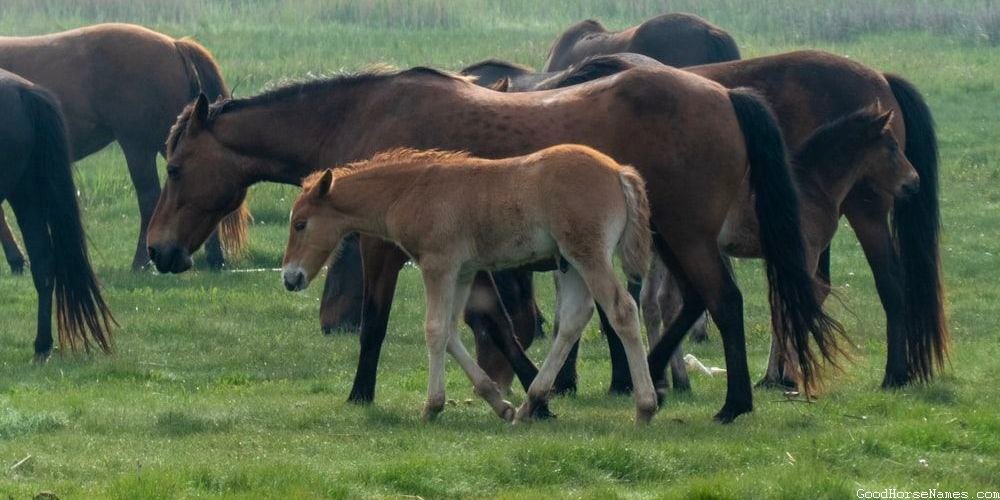 Popular Roping Horse Names