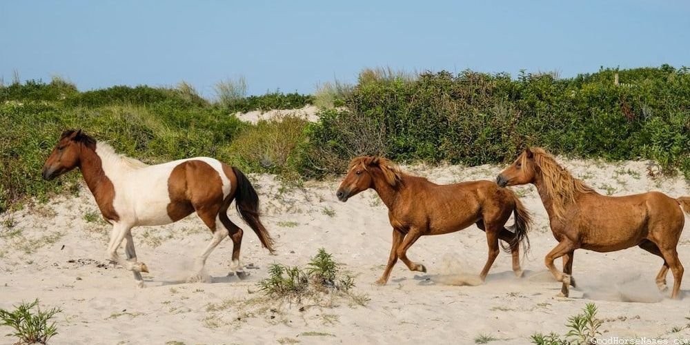 Powerful Silver Dapple Pinto Horse Names