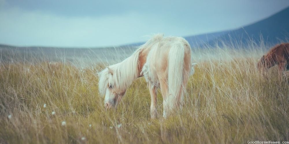 Pure White Horse Names That Represent Their Perfection