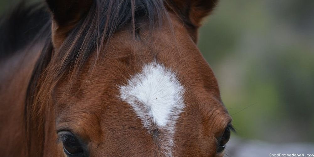 Red Chestnut Arabian Horse Names Inspired by Appearance
