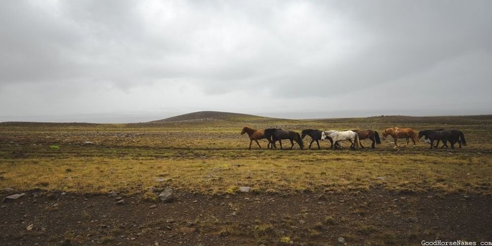 Rescue Horse Names That Represent Their Calmness