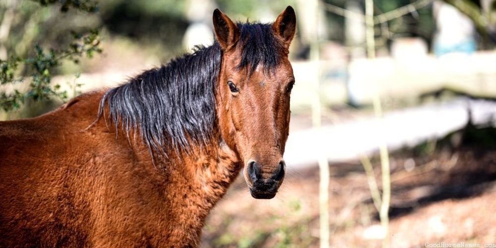 Rescue Horse Names That Represent Their Friendliness
