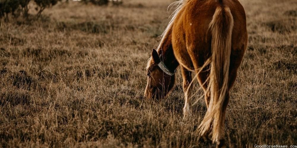 Rich Horse Names That Represent Their Survival Instincts