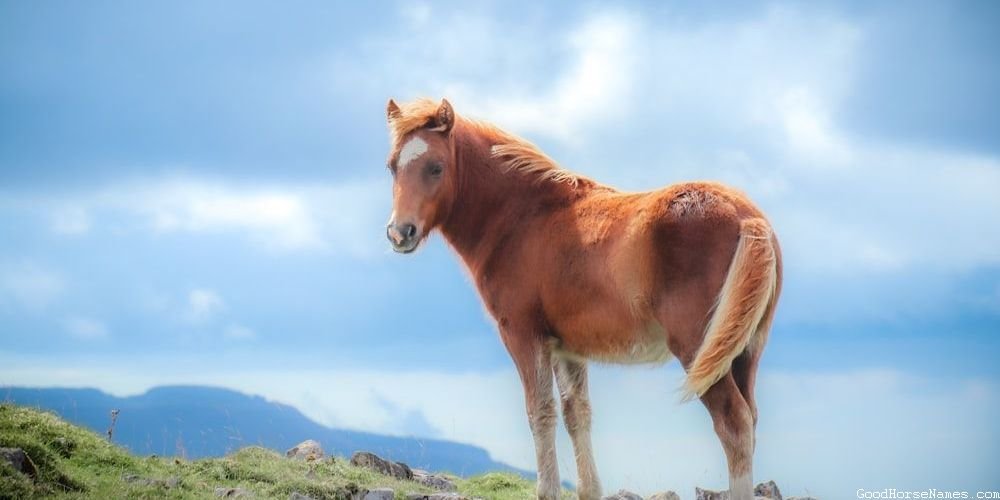 Ridiculous Horse Names That Represent Their Furry Hooves