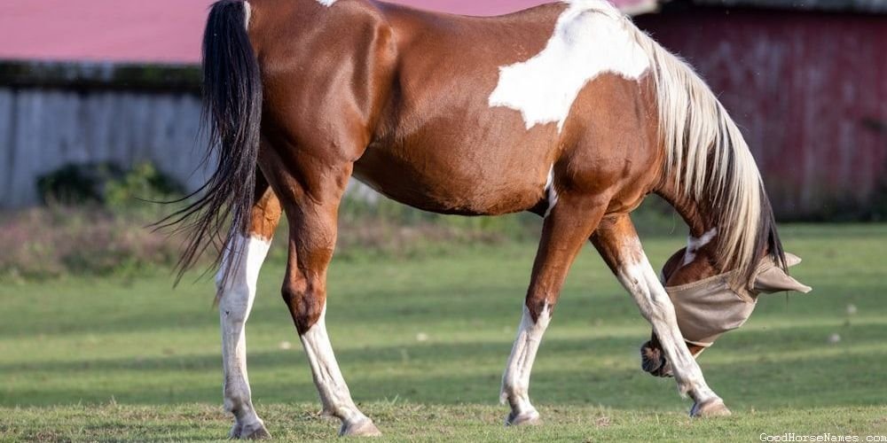 Russian Horse Names That Are Beautiful