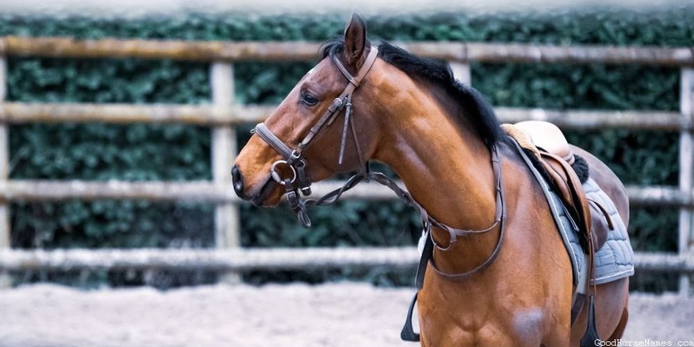 Silly Horse Names That Represent Their Quirkiness